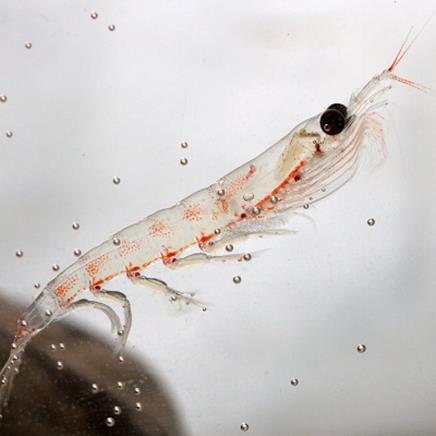 Actif naturel Krill